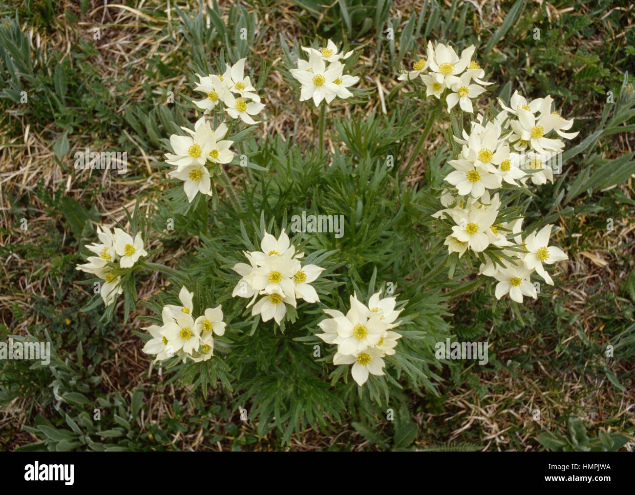 Narcissus-flowered anemone (Anemone narcissiflora), Ranunculaceae, Queyras National Park, France. Stock Photo