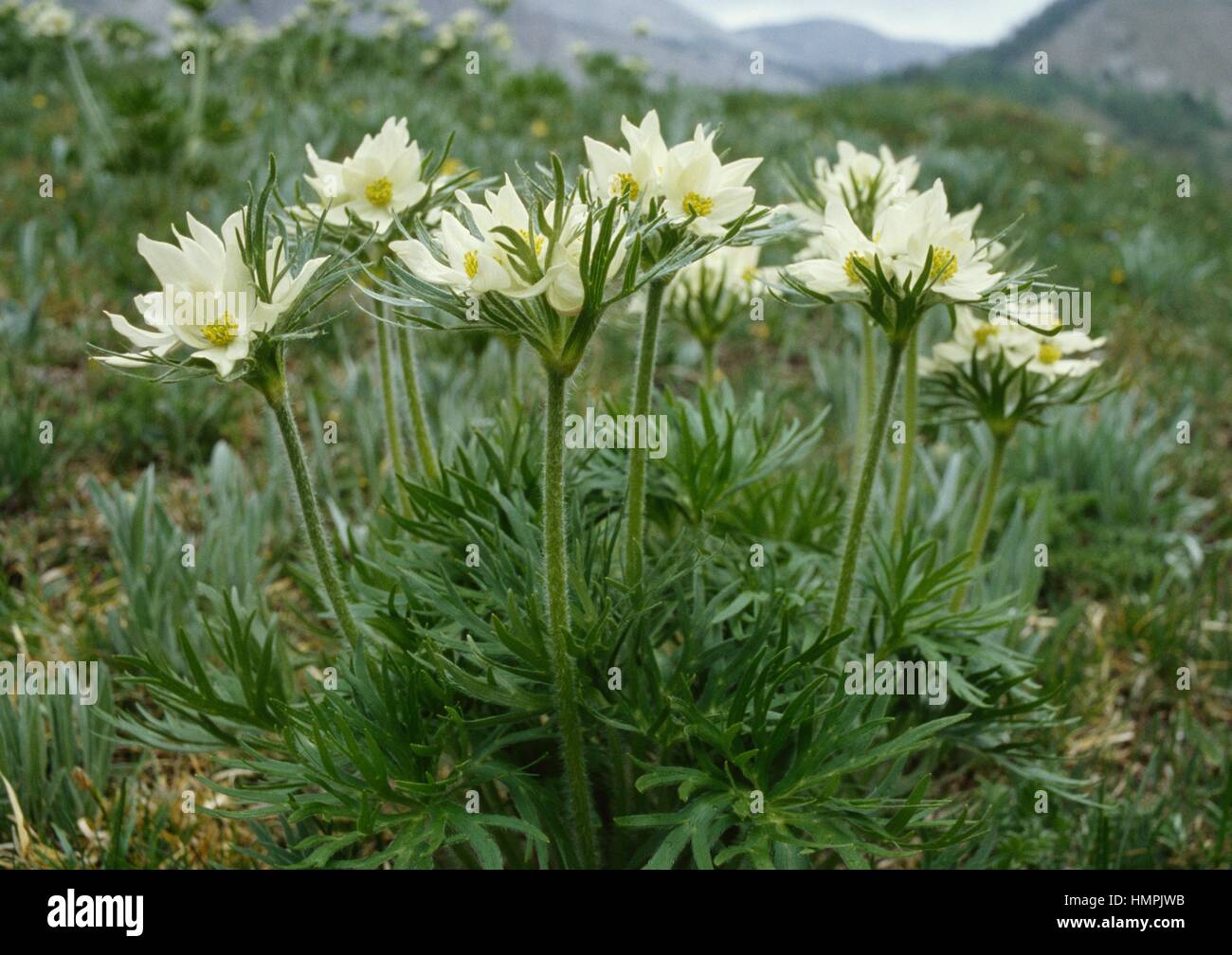 Narcissus-flowered anemone (Anemone narcissiflora), Ranunculaceae, Queyras National Park, France. Stock Photo