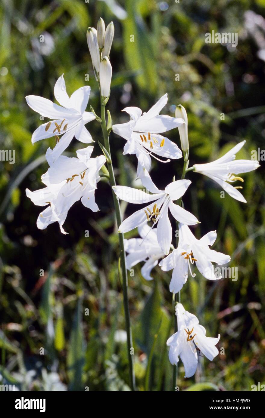 Saint Bruno's lily (Paradisea liliastrum), Liliaceae, Queyras Regional natural Park, France. Stock Photo