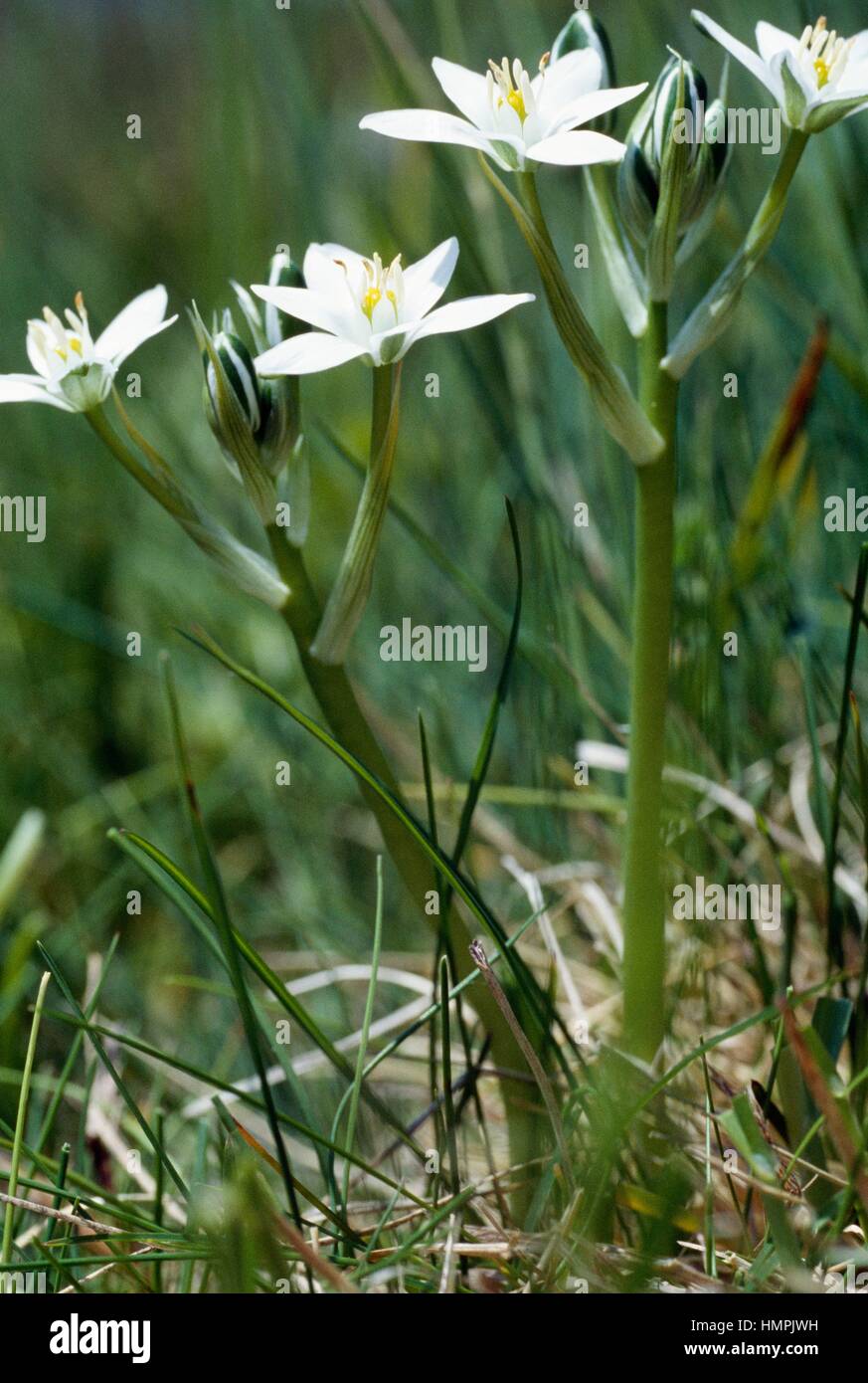 Pyrenees Star of Bethlehem (Ornithogalum umbellatum), Asparagaceae, Queyras Natural Park, France. Stock Photo