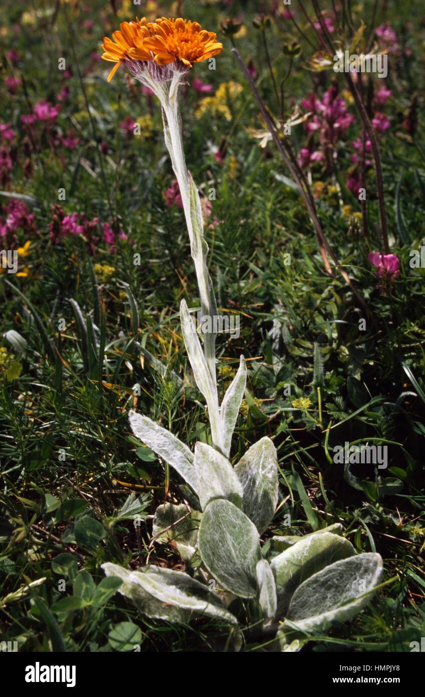 Senecio capitatus or Tephroseris integrifolia capitata, Asteraceae. Stock Photo