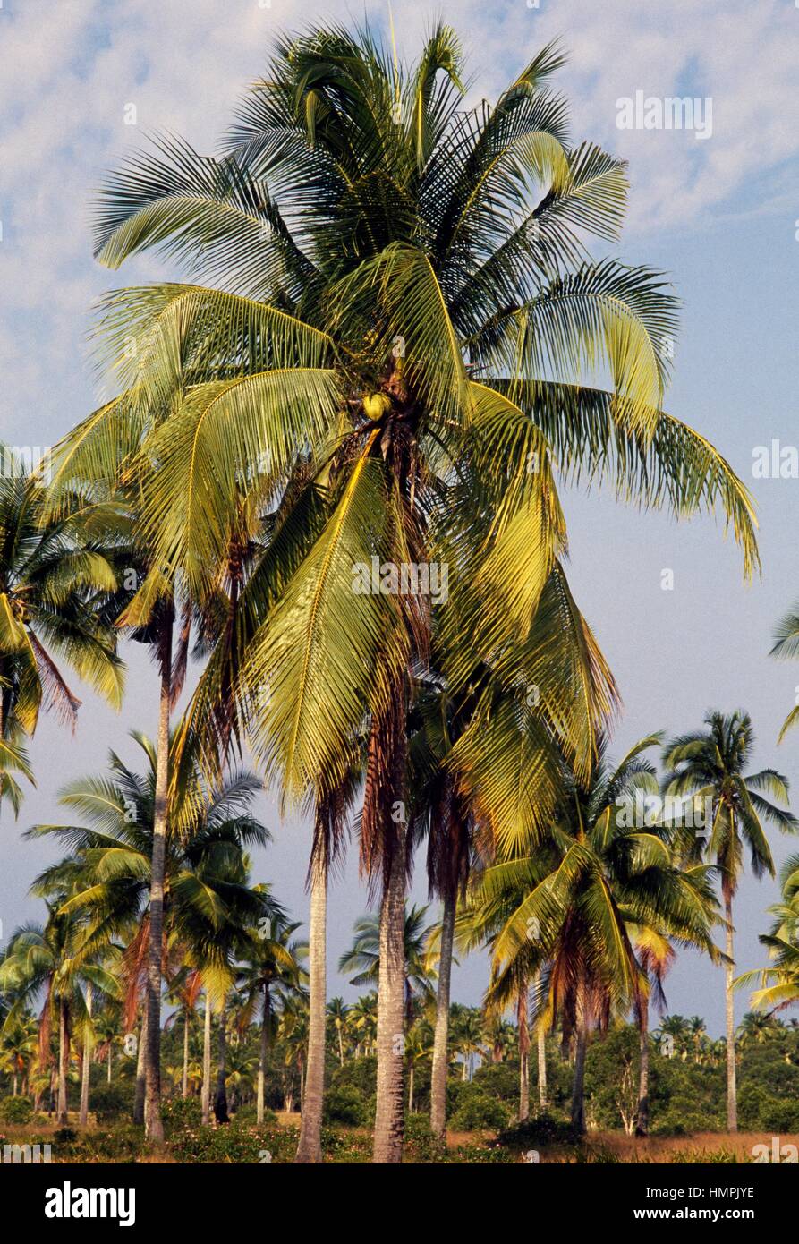 Coconut palm plantation (Cocos nucifera), Arecacee, near Kota Bharu