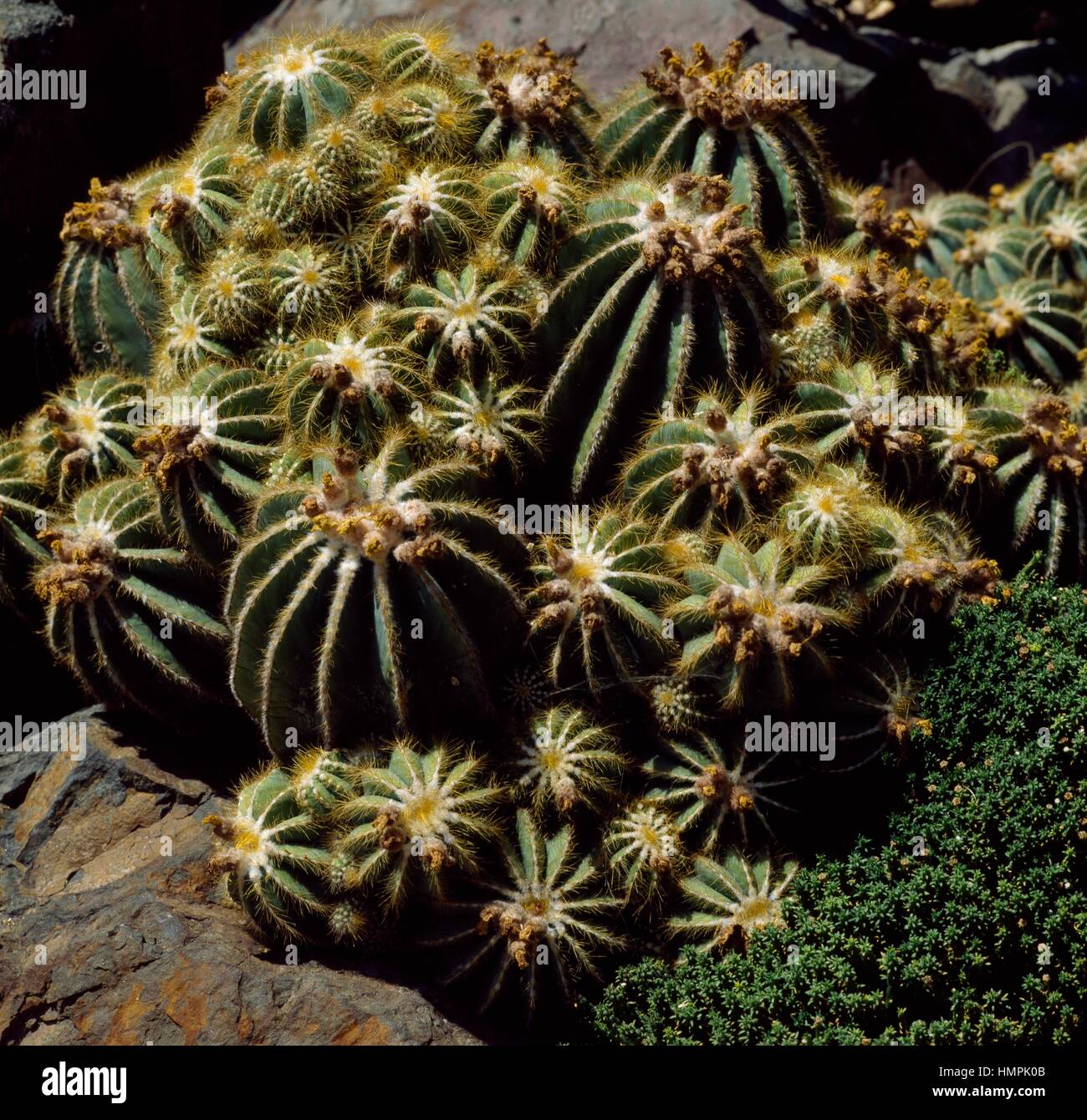 Balloon cactus (Eriocactus magnificus), Cactaceae. Stock Photo