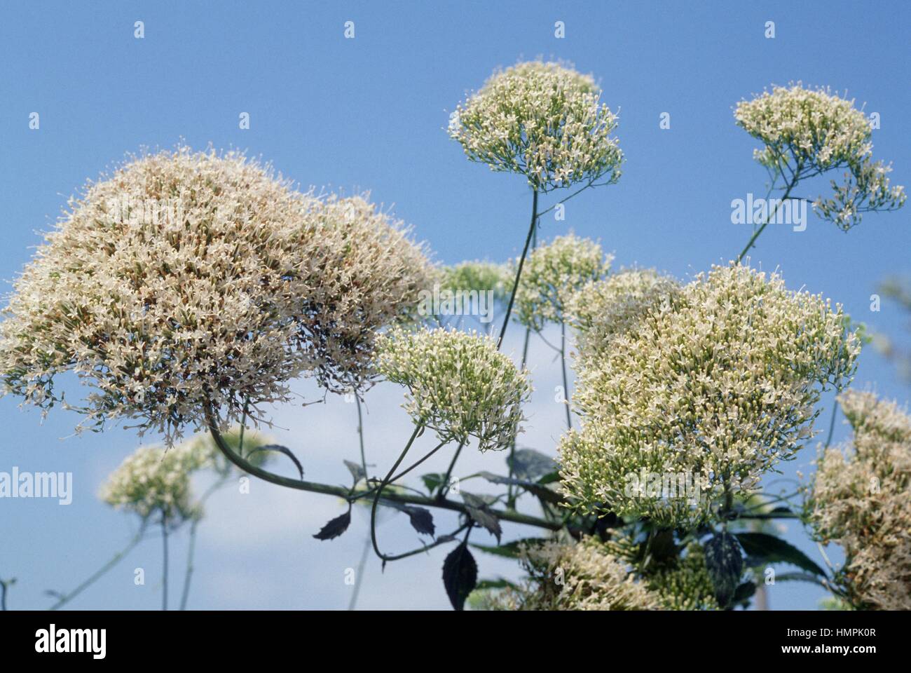Trachelium caeruleum, Campanulaceae. Stock Photo