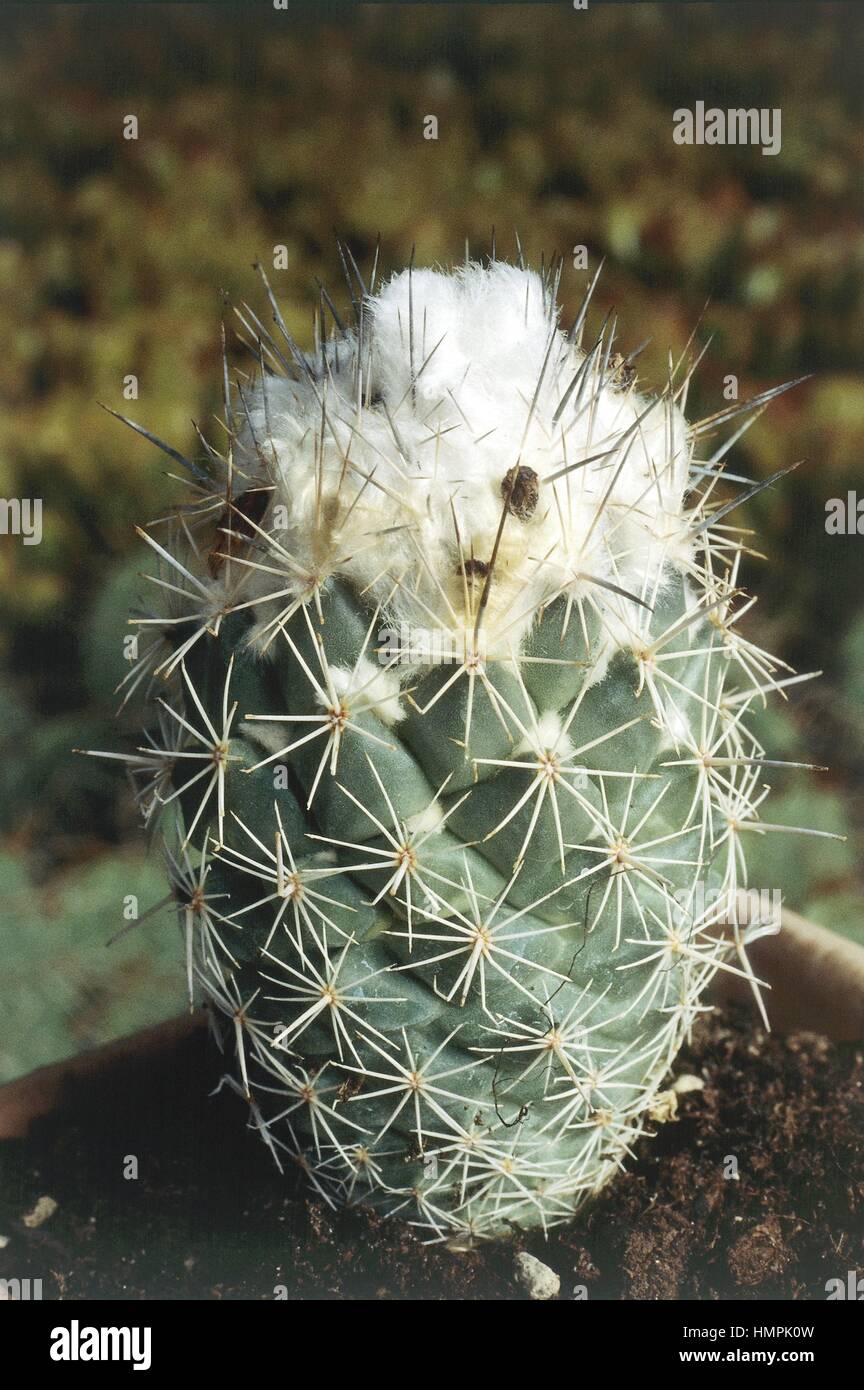 Botany - Cactaceae. Beehive cactus Coryphantha durangensis Stock Photo