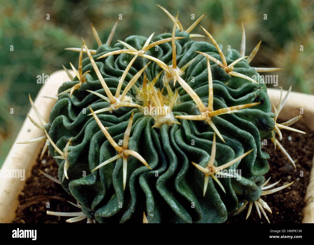 Stenocactus multicostatus, Cactaceae. Stock Photo