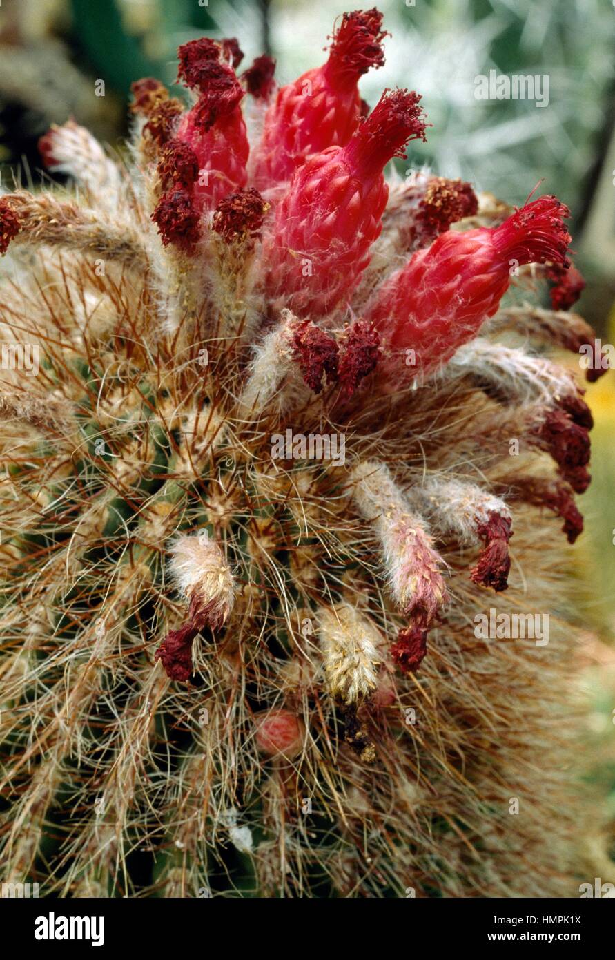 Denmoza erythrocephala, Cactaceae. Detail of flowers and spines. Stock Photo