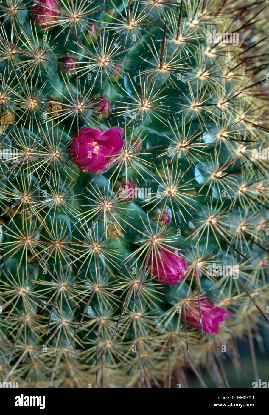 Mammillaria sp specimen, Cactaceae. Detail. Stock Photo