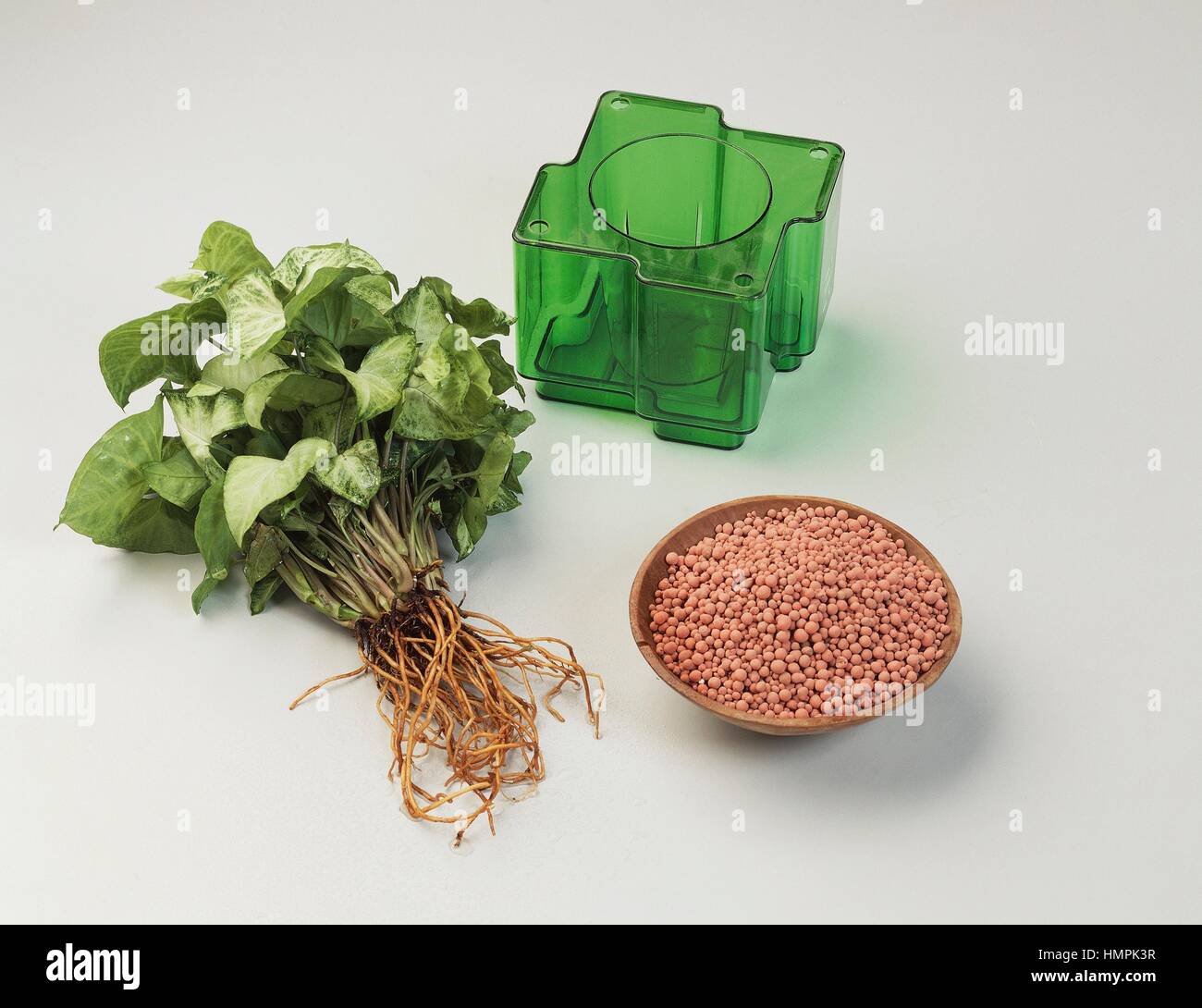 Vase, clay balls and plant Stock Photo Alamy