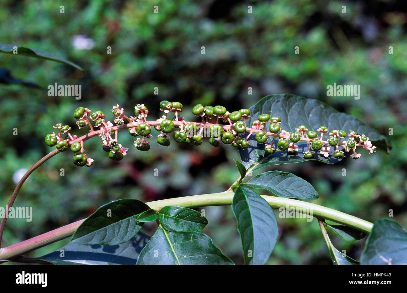 American Pokeweed fruits (Phytolacca americana), Phytolaccaceae. Stock Photo