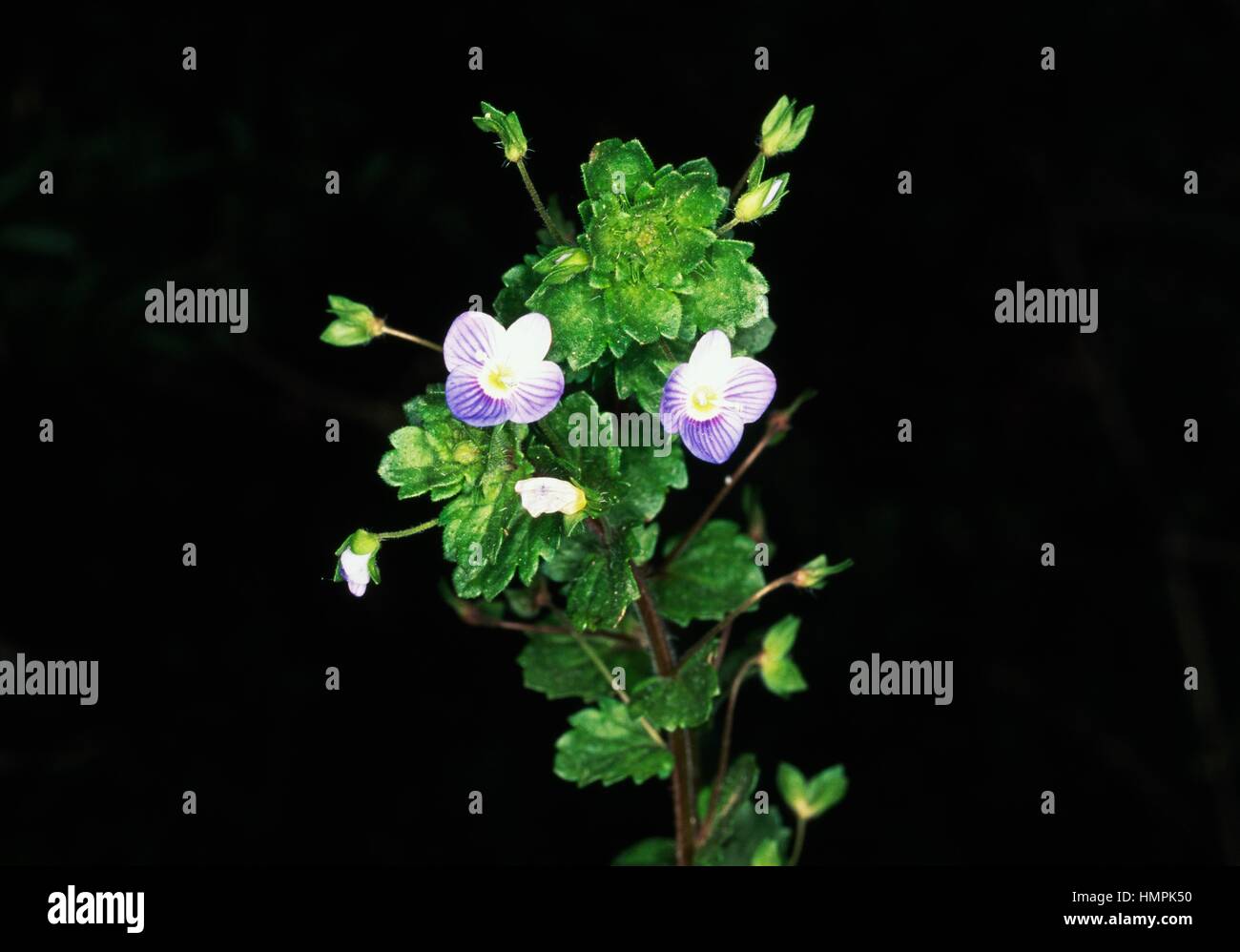 Inflorescences of Persian speedwell or large field speedwell (Veronica ...