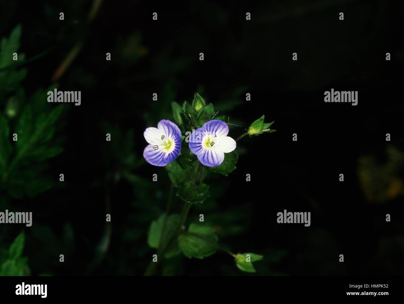 Flowering Persian speedwell or large field speedwell (Veronica persica ...