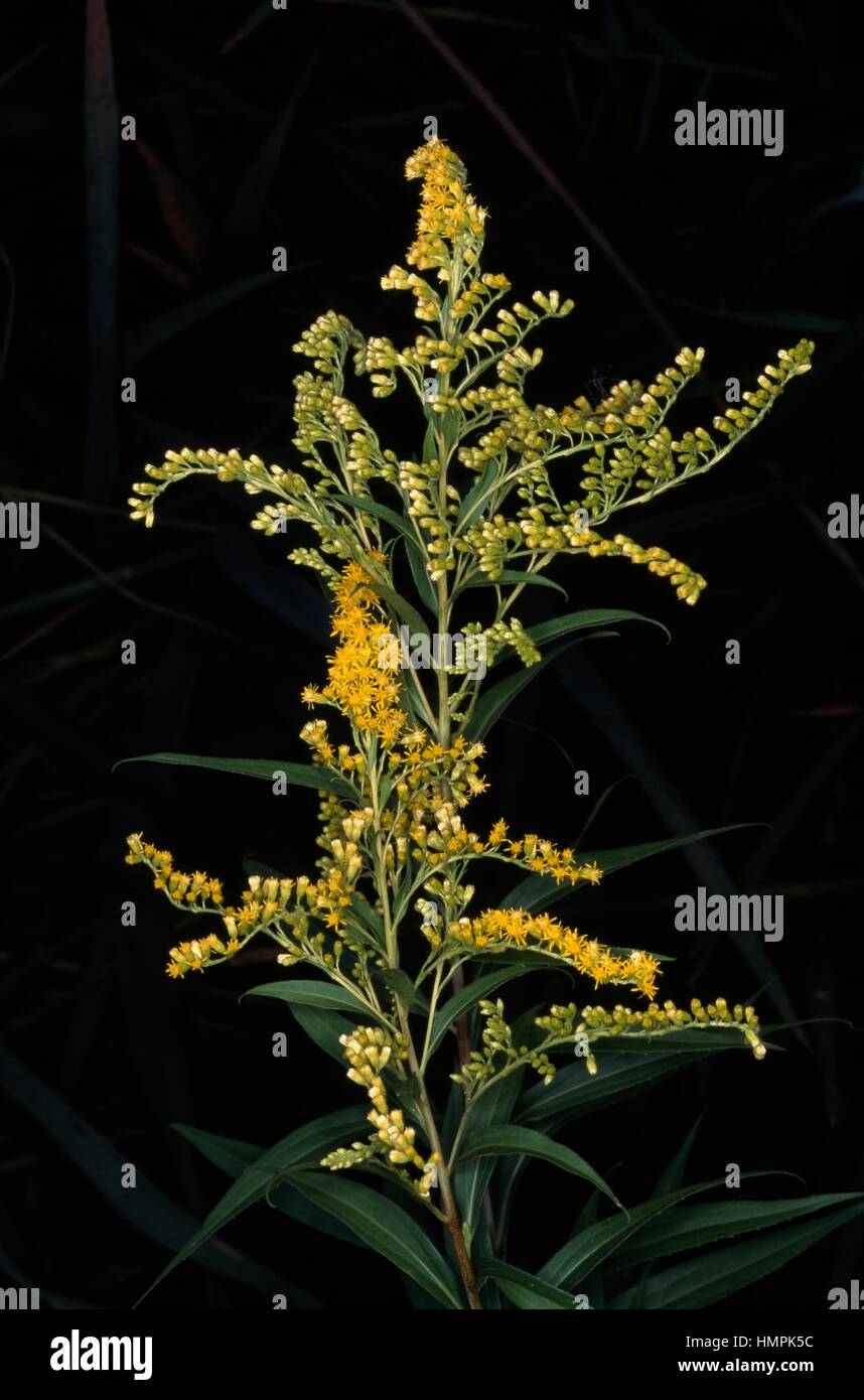 Flowering Giant goldenrod (Solidago gigantea), Asteraceae. Stock Photo