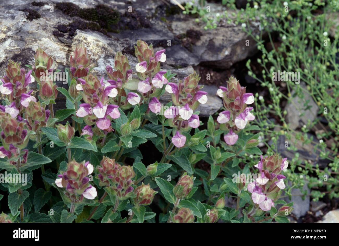 Flowering Alpine skullcap (Scutellaria alpina), Asteraceae. Stock Photo