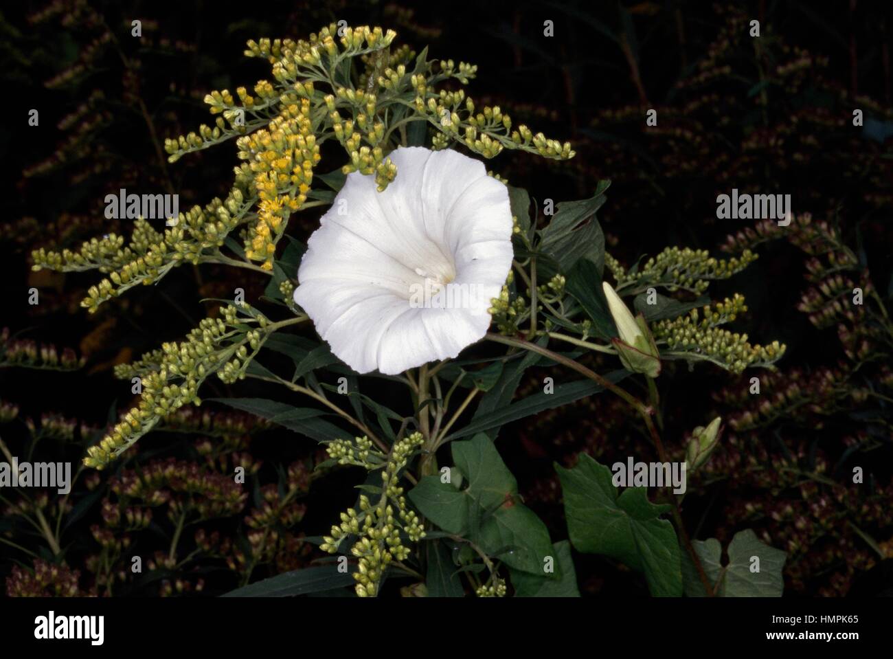 Bindweed hedge hi-res stock photography and images - Alamy