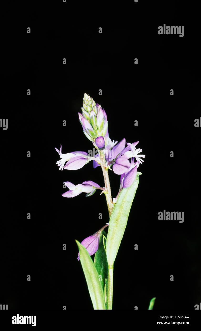 Flowering Common milkwort (Polygala vulgaris), Polygalaceae. Stock Photo