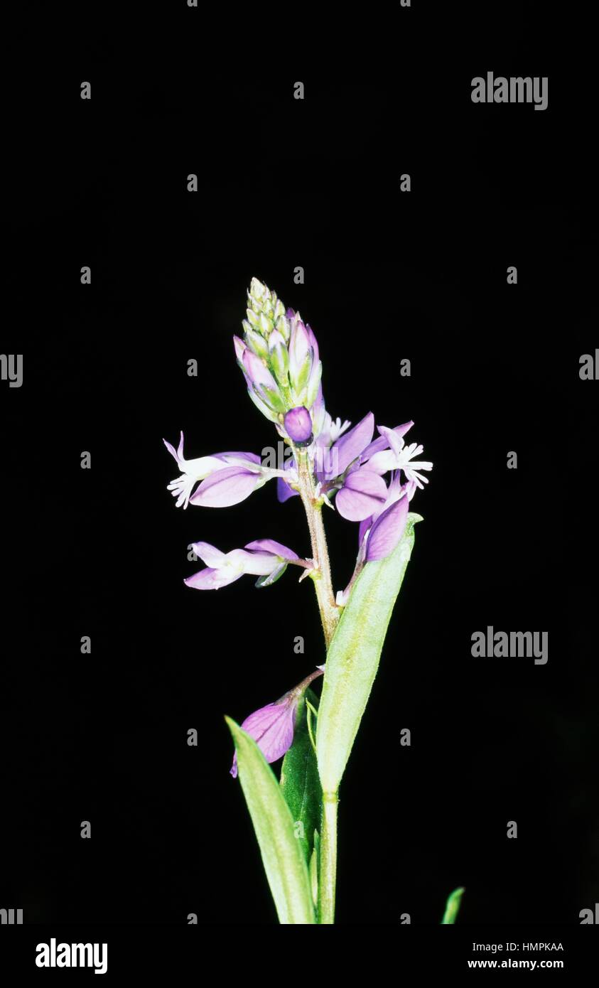 Polygalaceae Polygala vulgaris polygala vulgaris hi-res stock photography and images ...