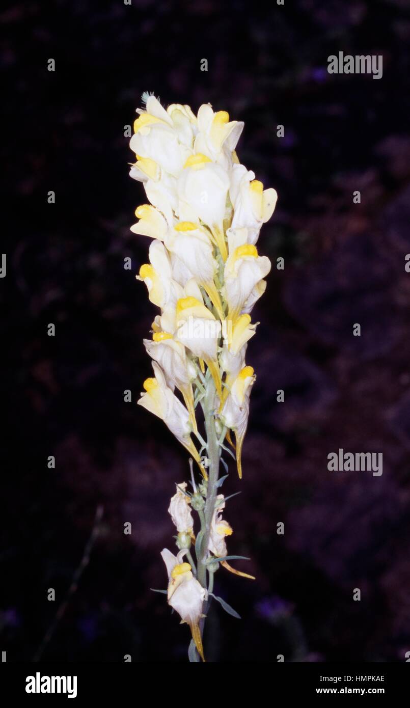 Common toadflax, Yellow toadflax, or Butter-and-eggs (Linaria vulgaris), Scrophulariaceae. Stock Photo