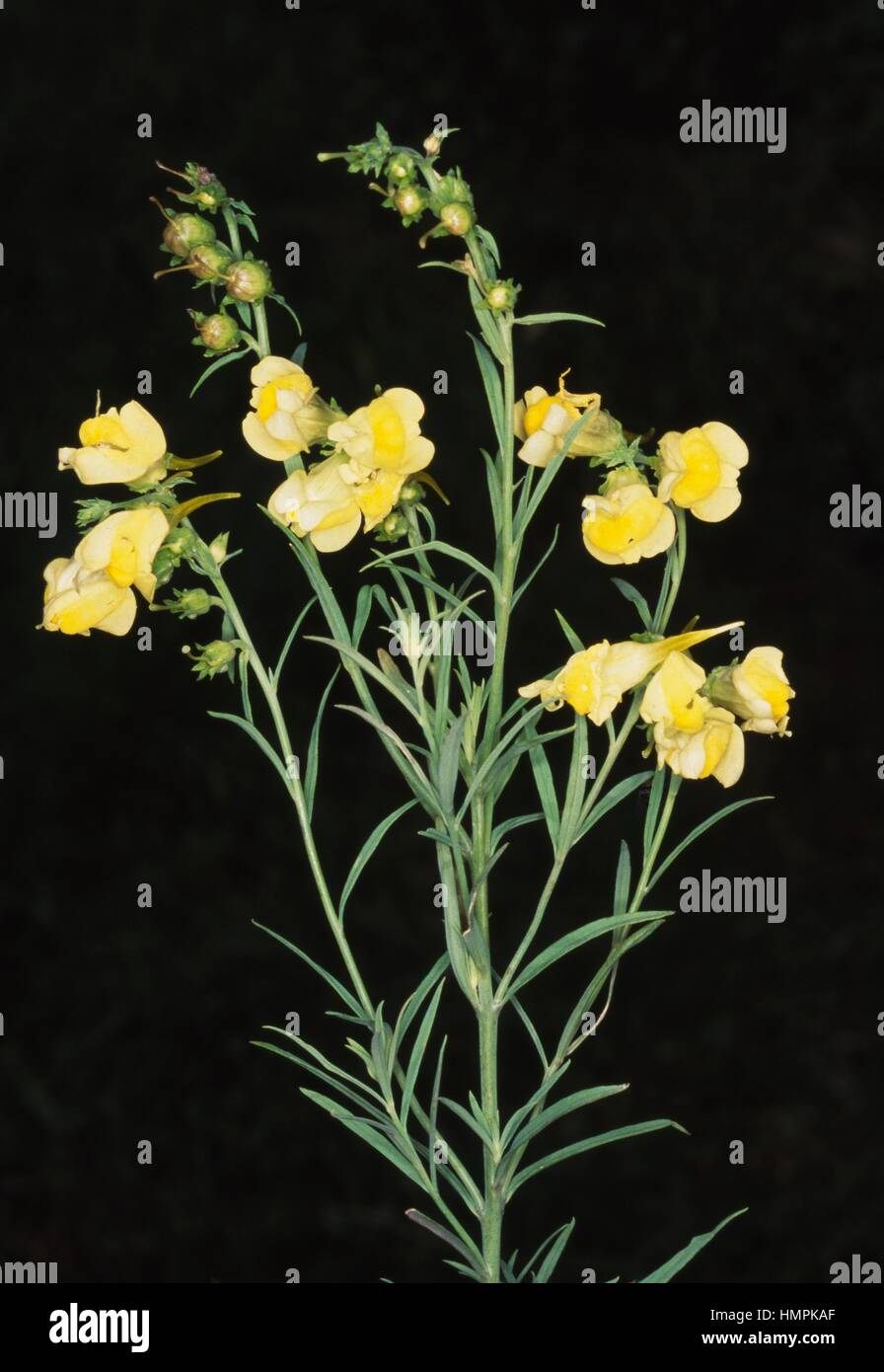 Common toadflax, Yellow toadflax, or Butterandeggs (Linaria vulgaris