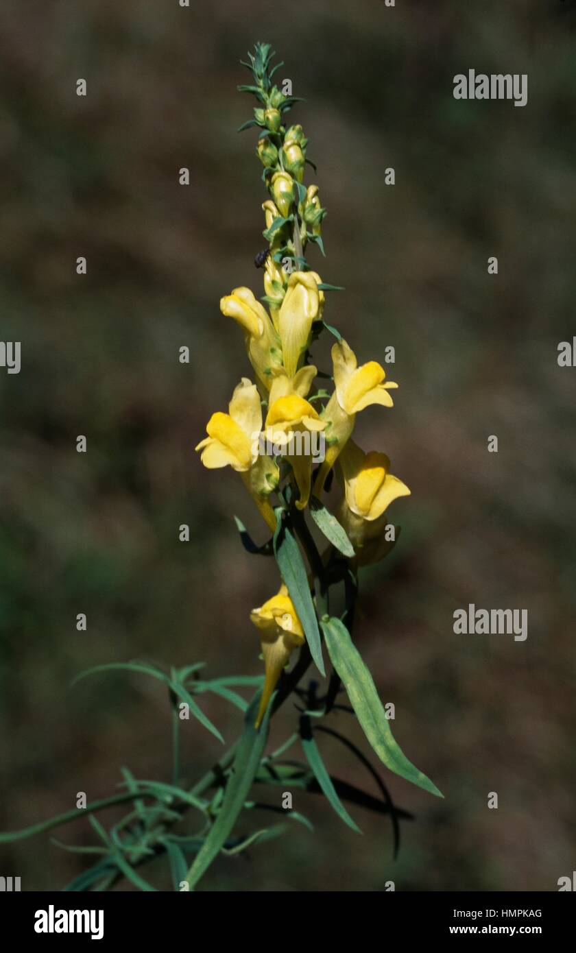 Flowering Common toadflax, Yellow toadflax, or Butter-and-eggs (Linaria vulgaris), Scrophulariaceae. Stock Photo