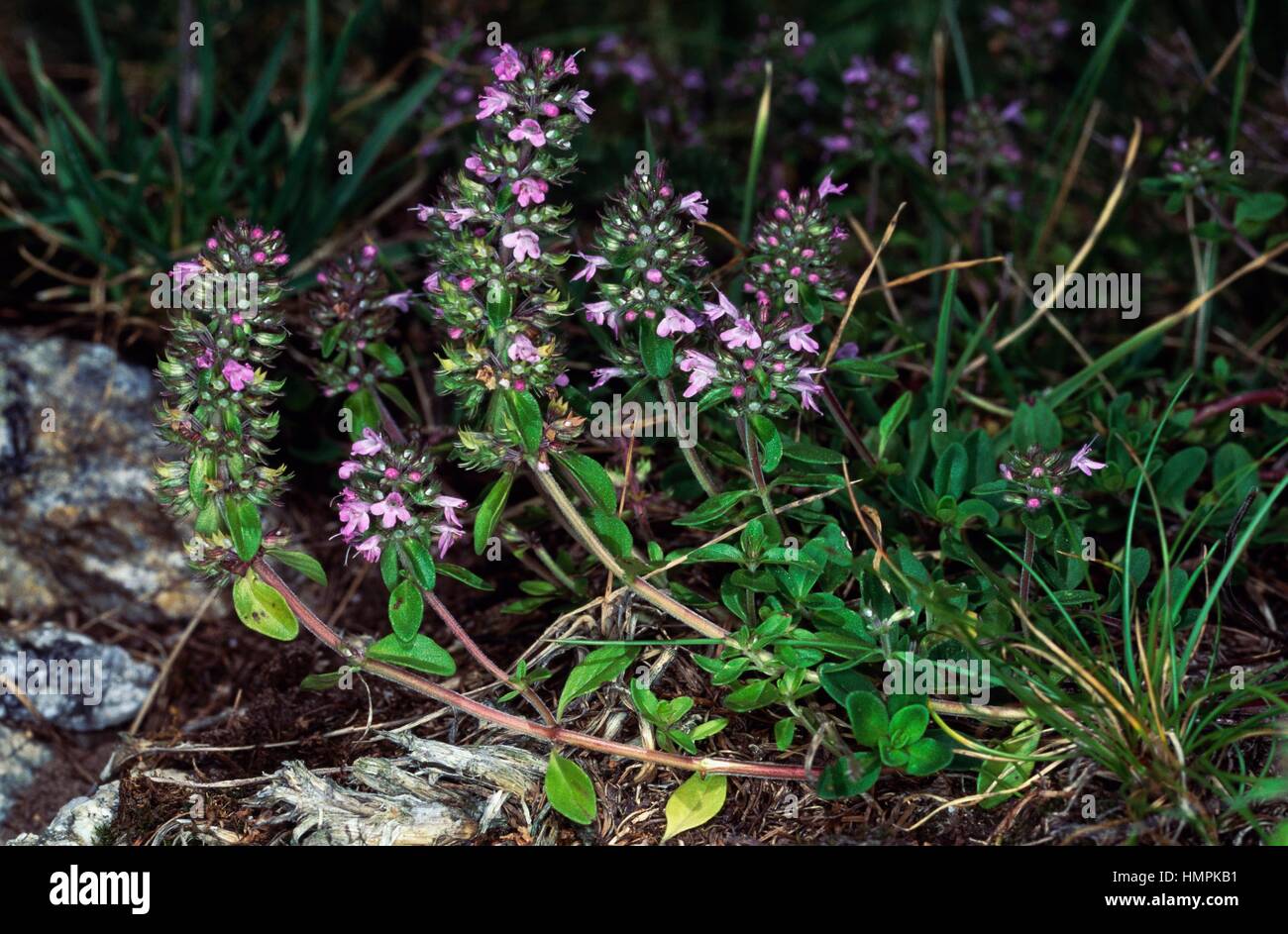Basil thyme (Acinos arvensis or Calamintha acinos), Lamiaceae. Stock Photo