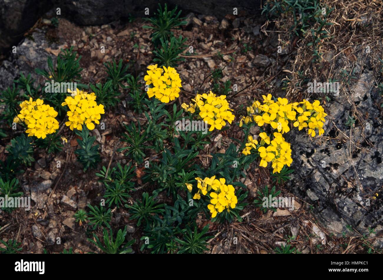 Bladderpod (Alyssoides utriculata or Vesciaria utriculata), Brassicaceae. Stock Photo