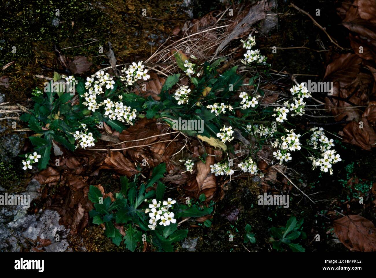 Whitetop or Hoary Cress (Lepidium draba), Brassicaceae. Stock Photo