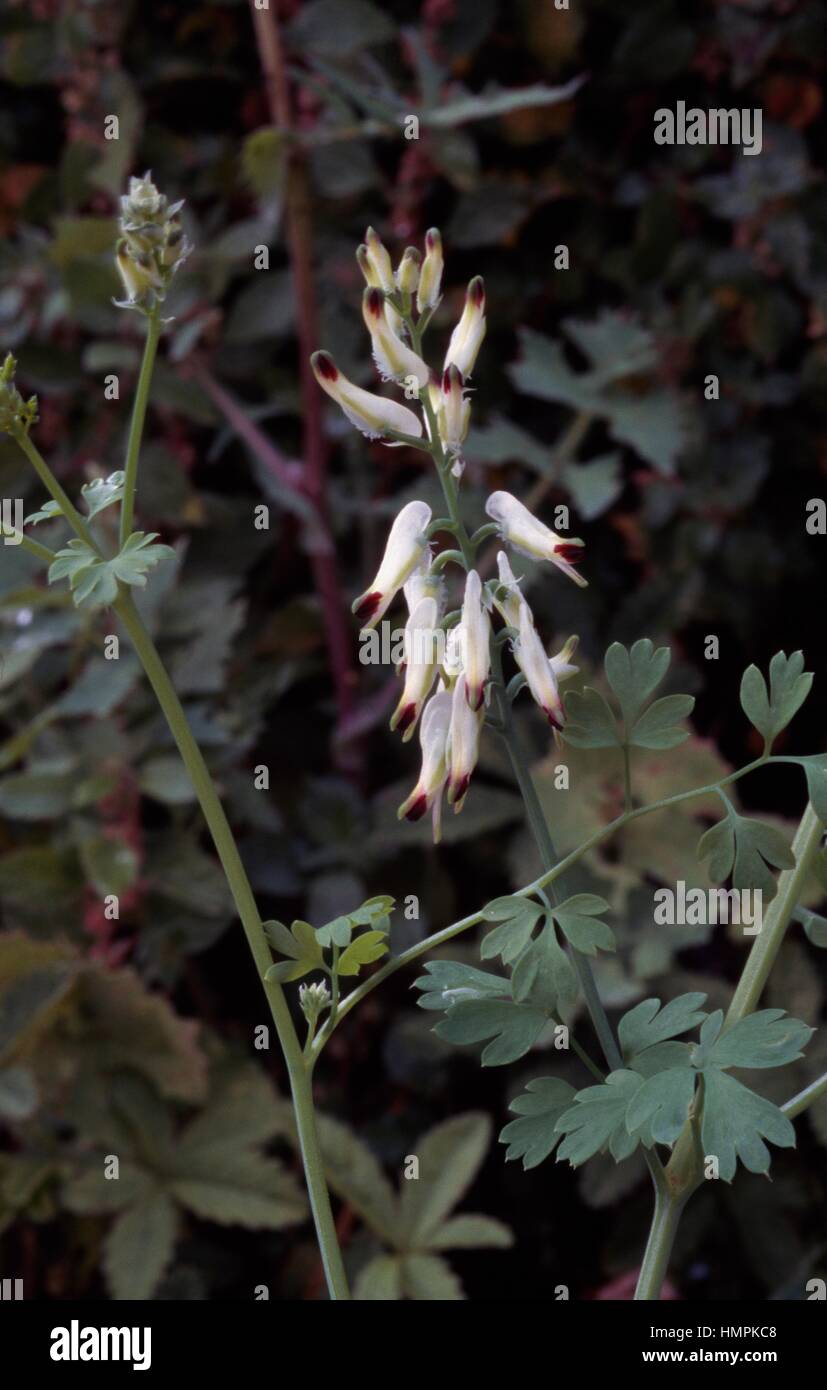 White Ramping Fumitory (Fumaria capreolata), Papaveraceae. Stock Photo