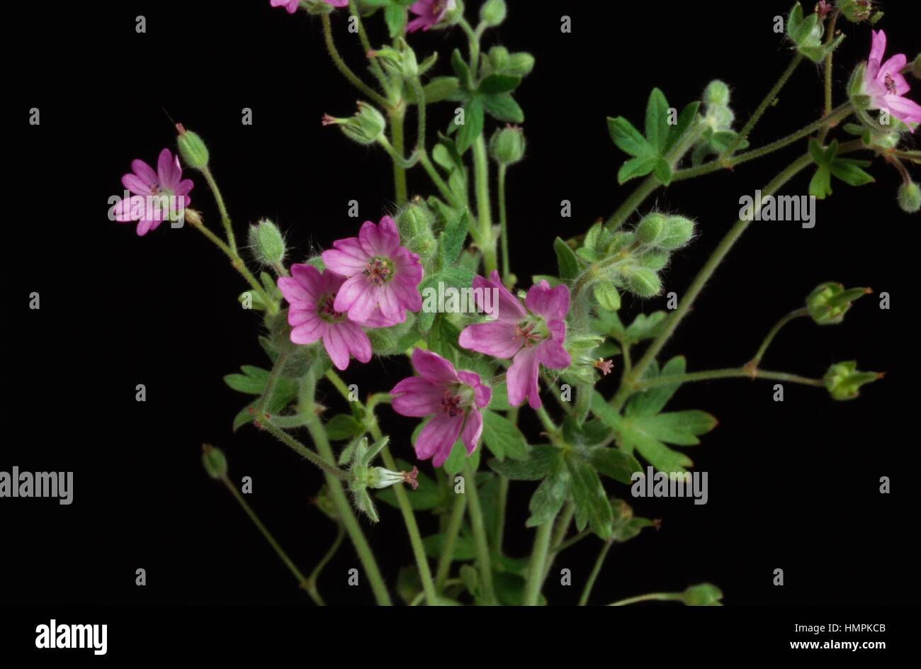 Flowering Round-leaved Crane's-bill (Geranium rotundifolium), Geraniaceae. Stock Photo