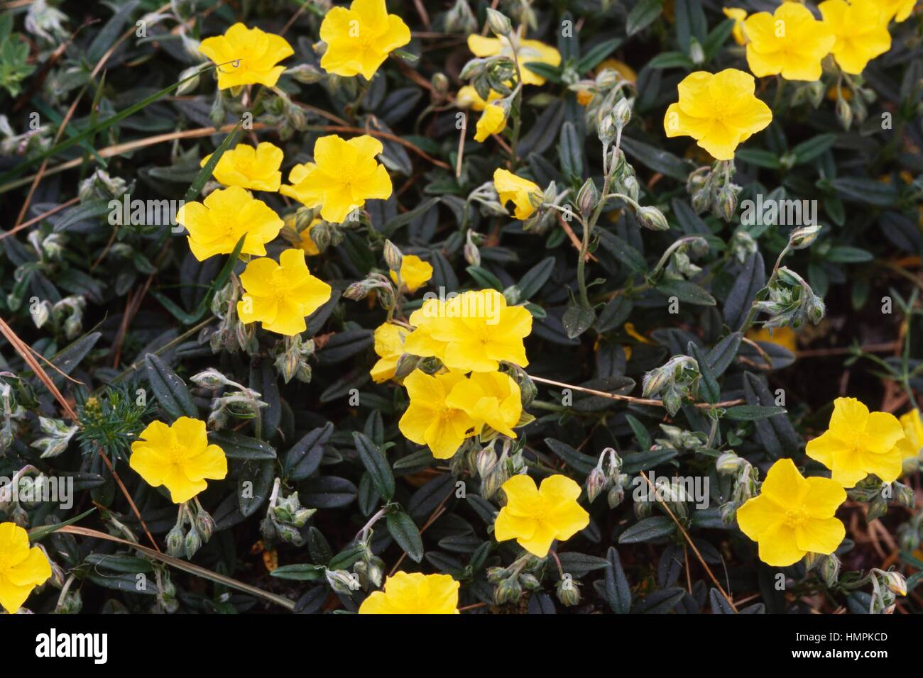 Common rockrose (Helianthemum nummularium), Cistaceae. Stock Photo