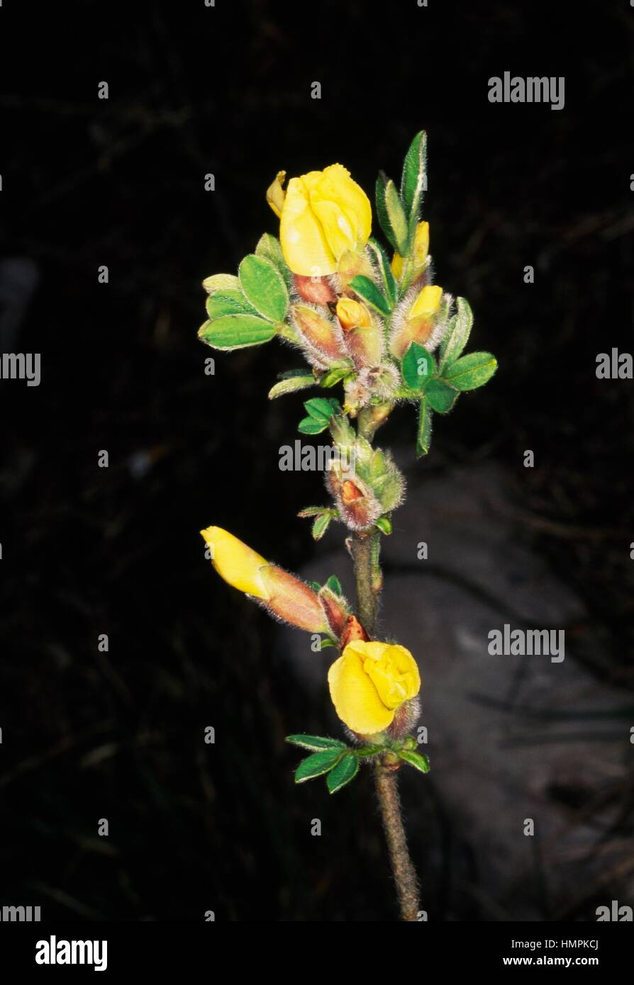 Yellow restharrow (Ononis natrix), Fabaceae. Stock Photo