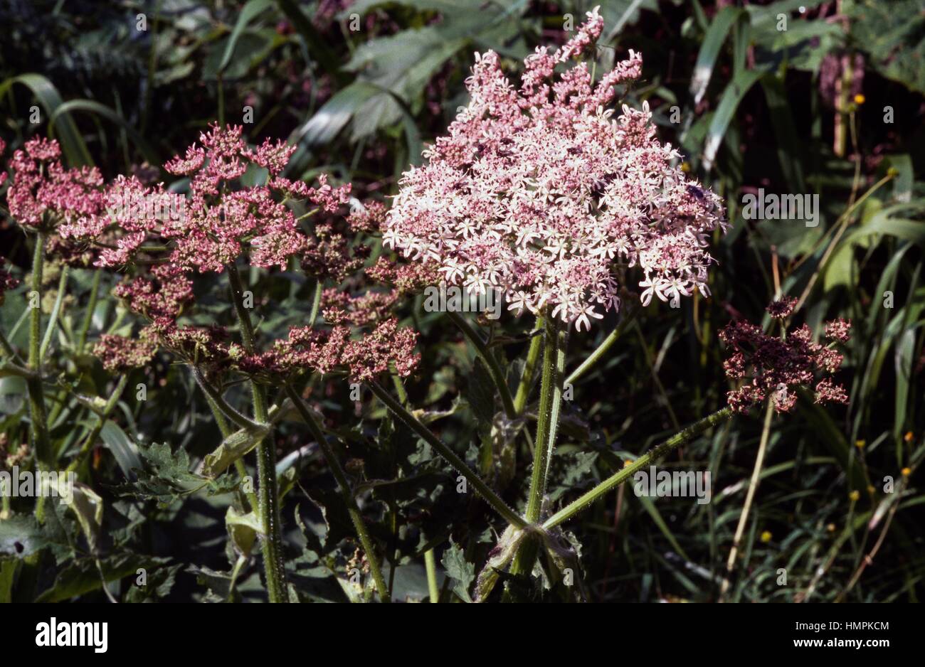 Greater Burnet-saxifrage or Hollowstem Burnet Saxifrage (Pimpinella major), Apiaceae. Stock Photo