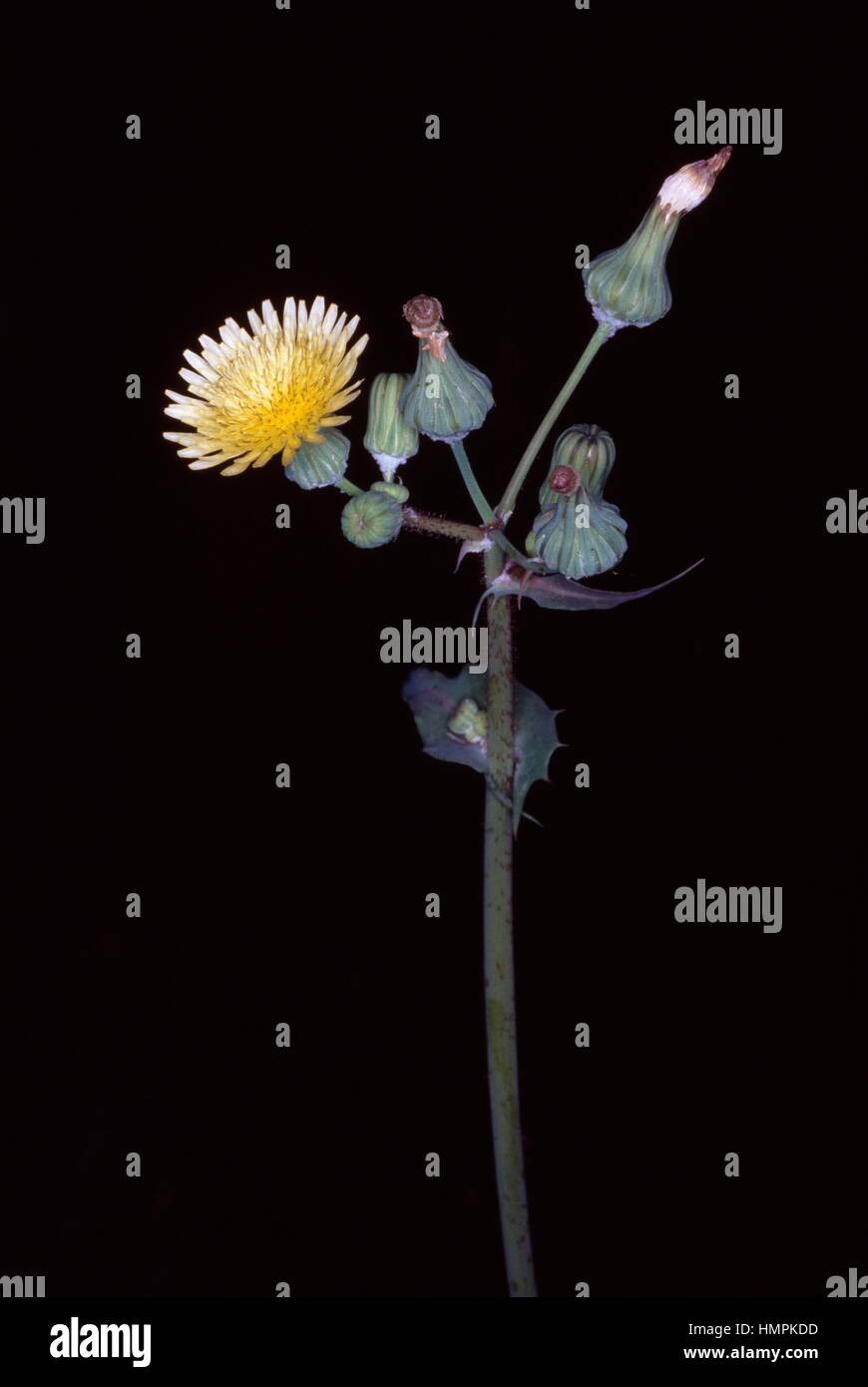 Sharp-fringed sow thistle or Prickly sow thistle (Sonchus asper), Asteraceae. Stock Photo