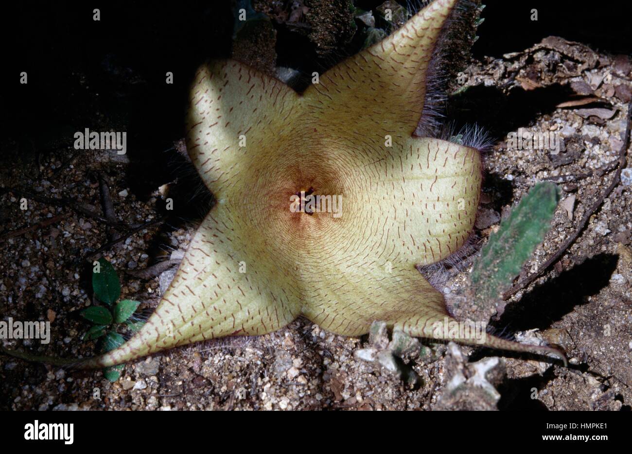 Zulu Giant (Stapelia gigantea), Apocynaceae. Stock Photo