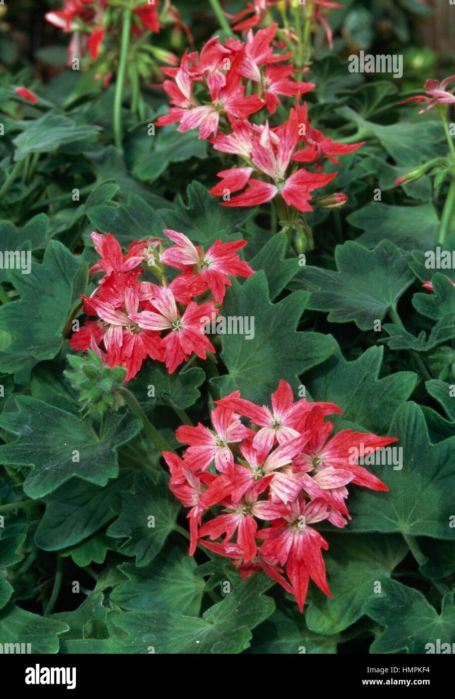 Geranium or Pelargonium (Pelargonium Evening Star), Geraniaceae Stock ...