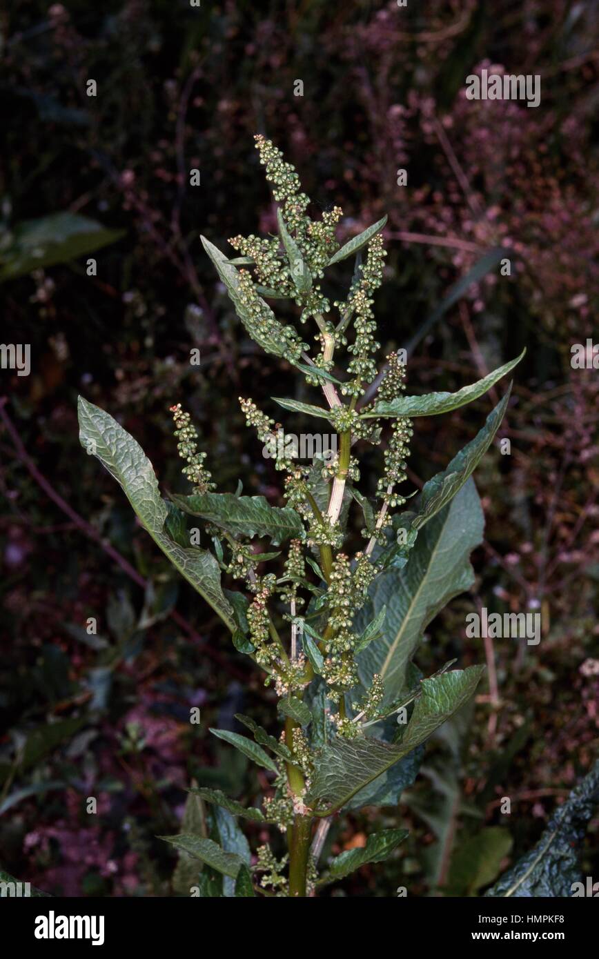 Sorrel (Rumex acetosa), Polygonaceae. Stock Photo