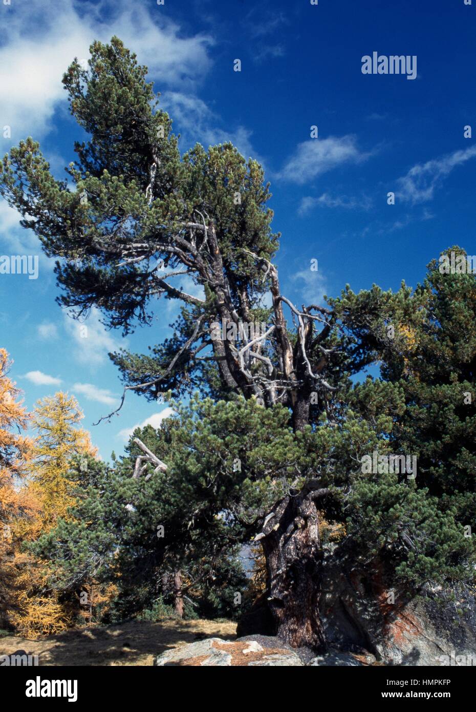 Swiss Stone Pine or Arolla Pine (Pinus cembra), Pinaceae. Stock Photo