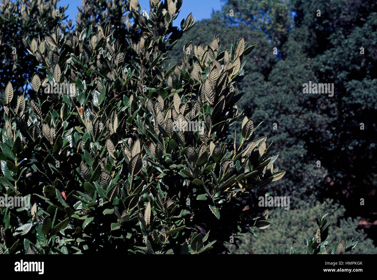 Island Oak, Island Live Oak or Channel Islands Oak (Quercus tomentella), Fagaceae. Detail. Stock Photo