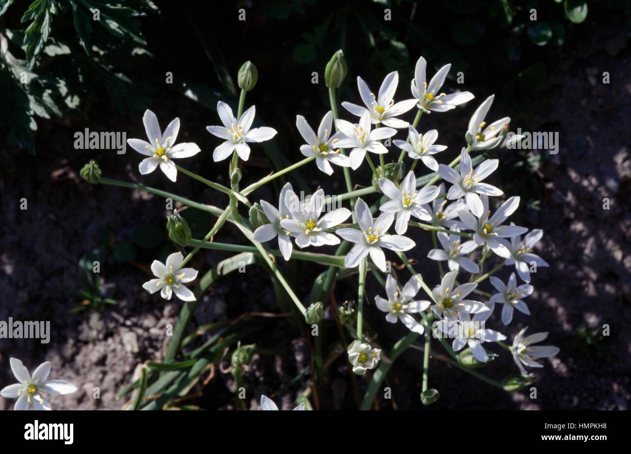 Star-of-Bethlehem (Ornithogalum angustifolium), Liliaceae. Stock Photo
