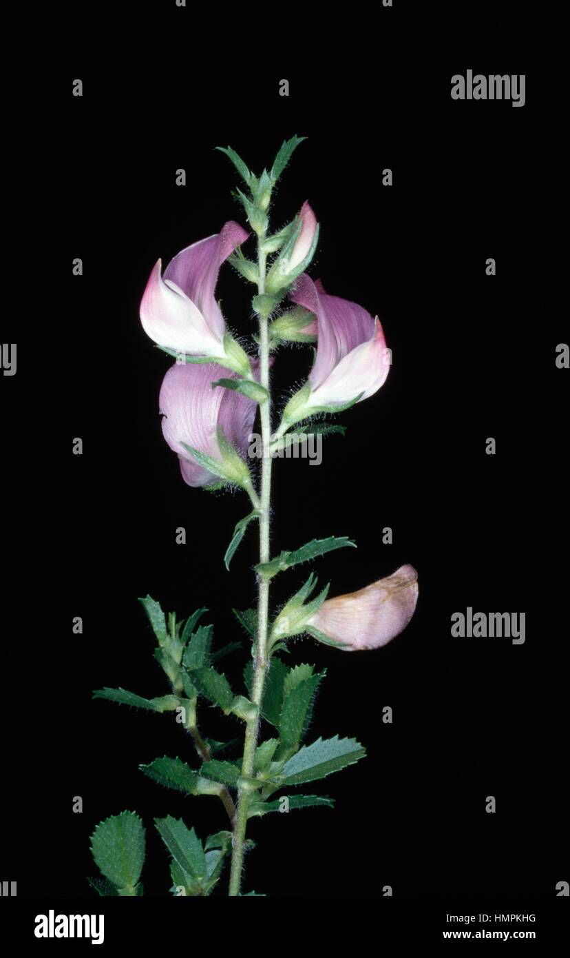 Common restharrow (Ononis repens), Fabaceae. Stock Photo