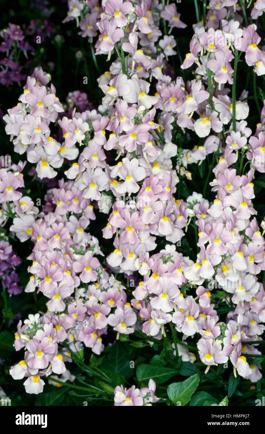 Nemesia caerulea, Plantaginaceae. Stock Photo