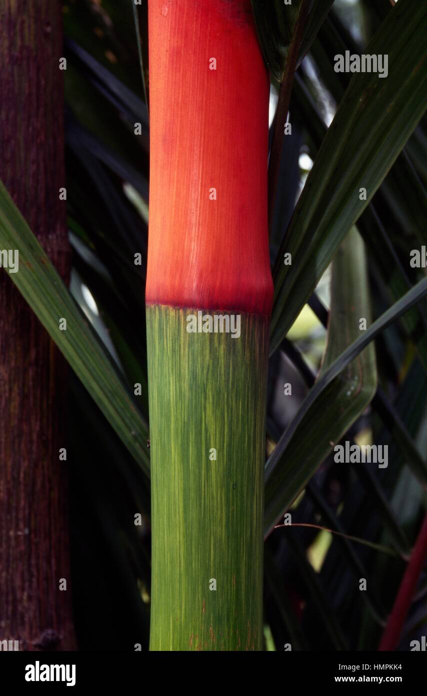 Red Sealing Wax Palm or Lipstick Palm (Cyrtostachys renda), Areceae. Detail. Stock Photo