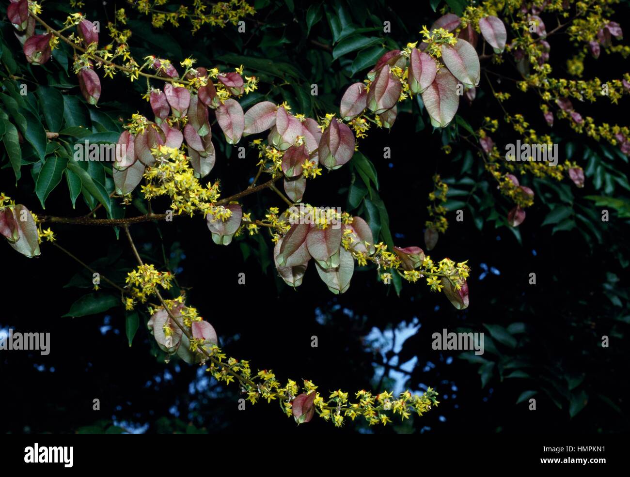 Chinese Flame Tree or Chinese Golden Rain Tree (Koelreuteria bipinnata