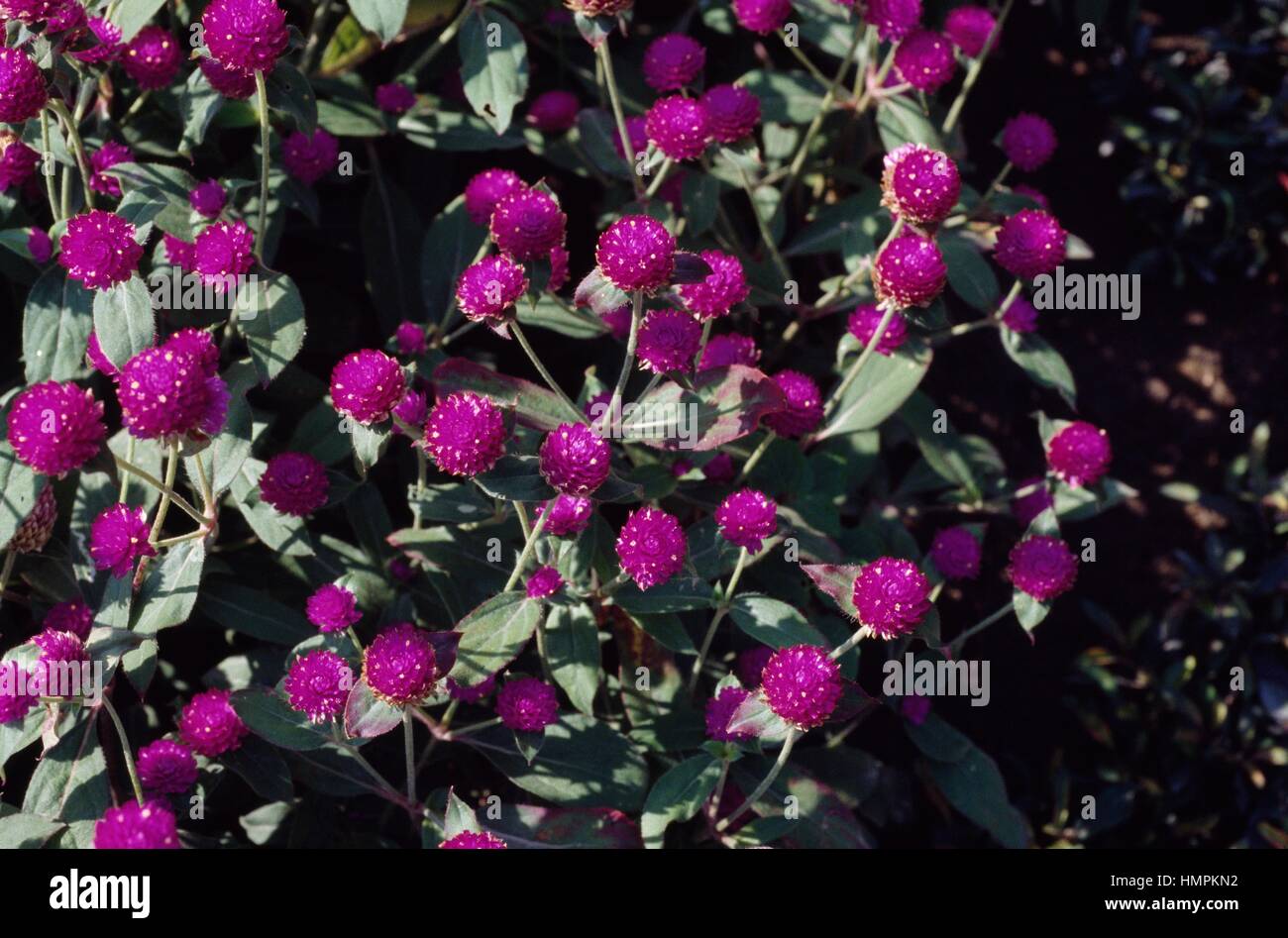 Globe amaranth or Bachelor button (Gomphrena globosa), Amaranthaceae. Stock Photo