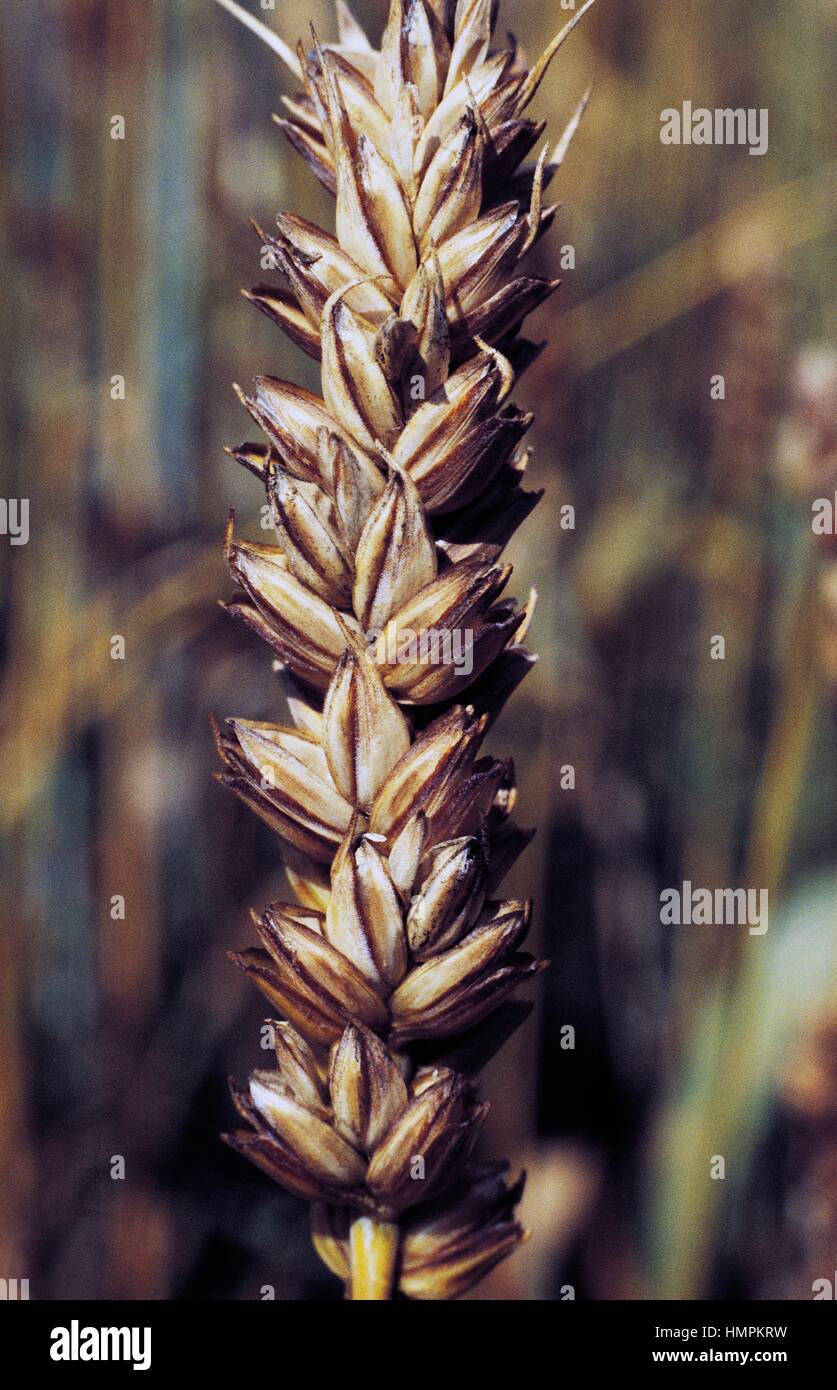 Ears of Common Wheat or Bread Wheat (Triticum aestivum or Triticum vulgare), Poaceae. Stock Photo