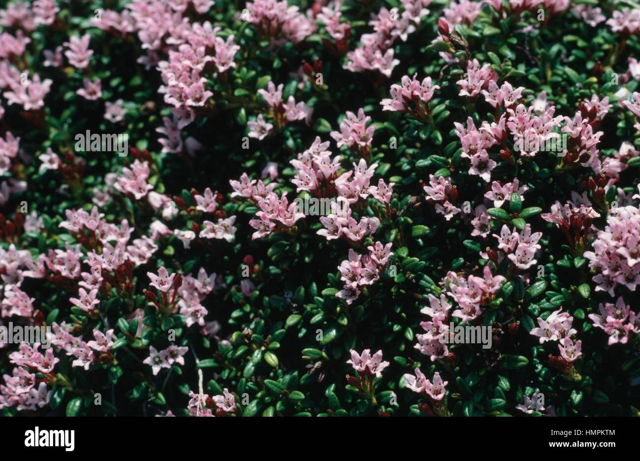 Alpine Azalea (Azalea procumbens), Ericaceae. Stock Photo