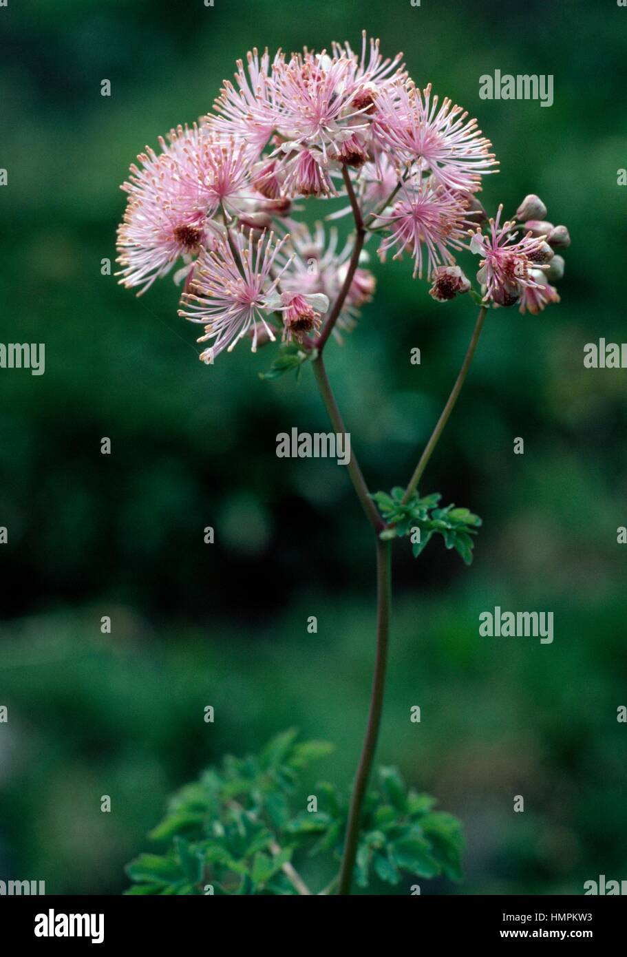Columbine meadow-rue (Thalictrum aquilegifolium), Ranunculaceae. Stock Photo