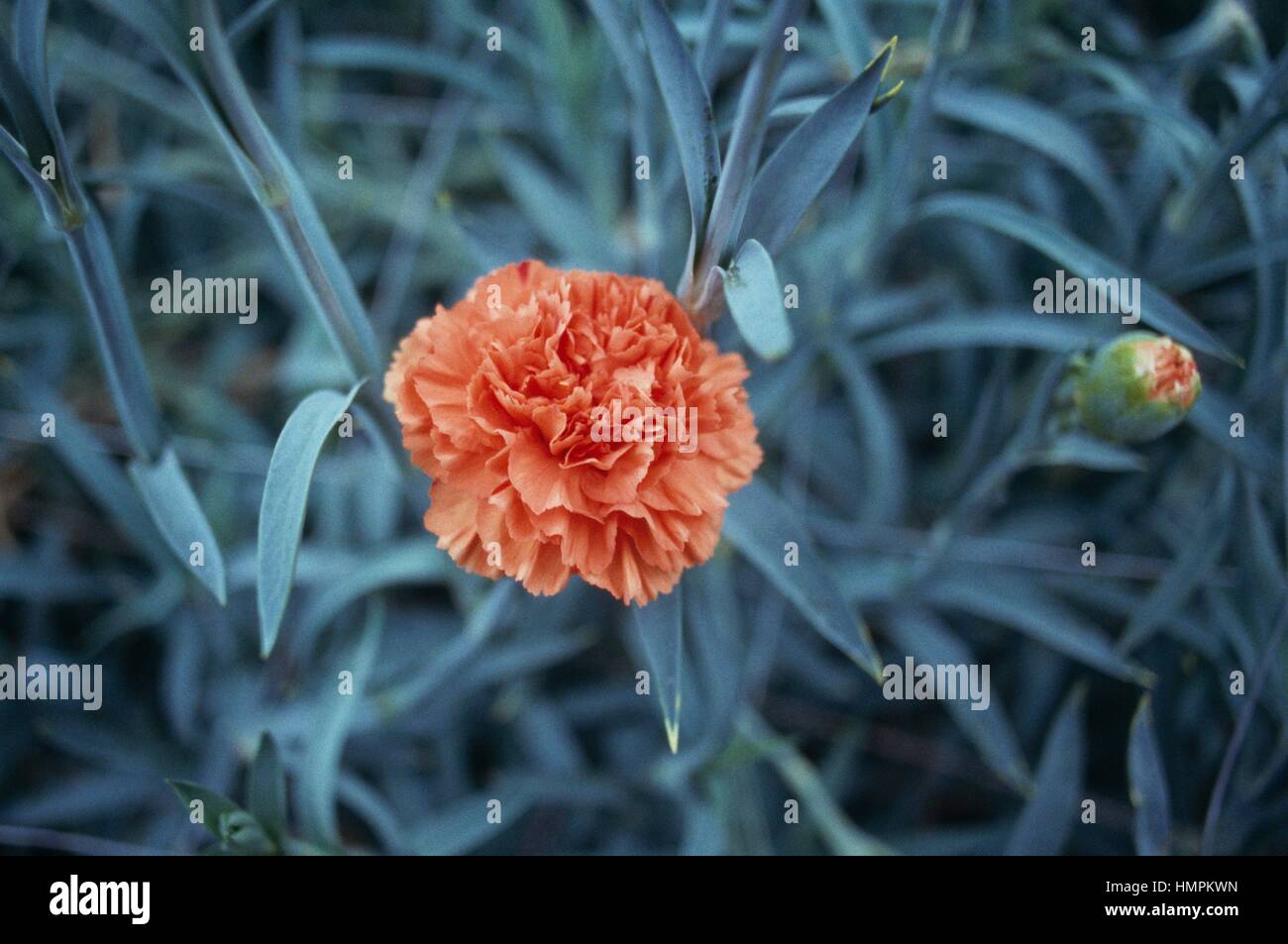 Border pinks (Dianthus sp), Caryophyllaceae. Stock Photo