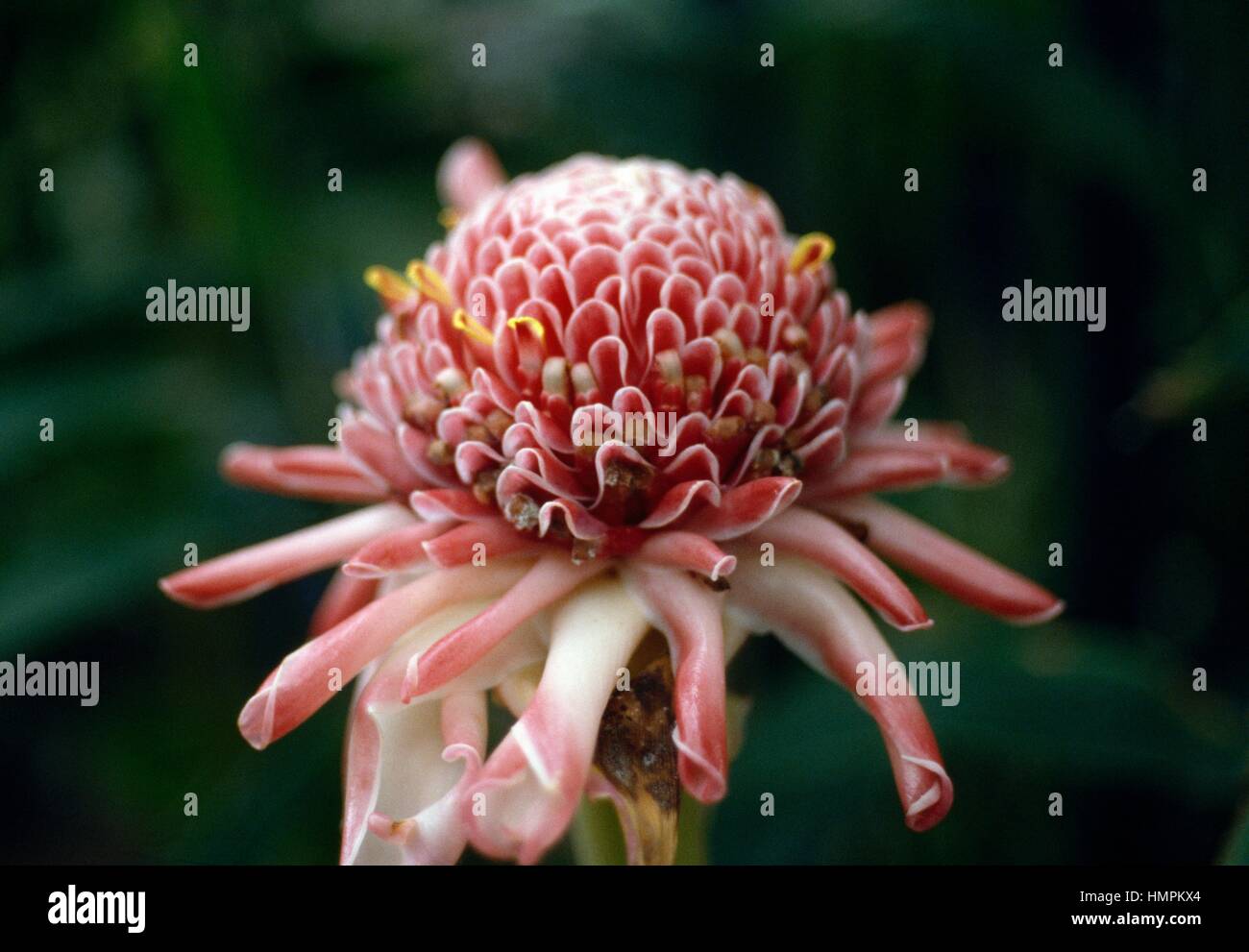 Flowering Bromeliad (Aechmea sp), Bromeliaceae. Stock Photo