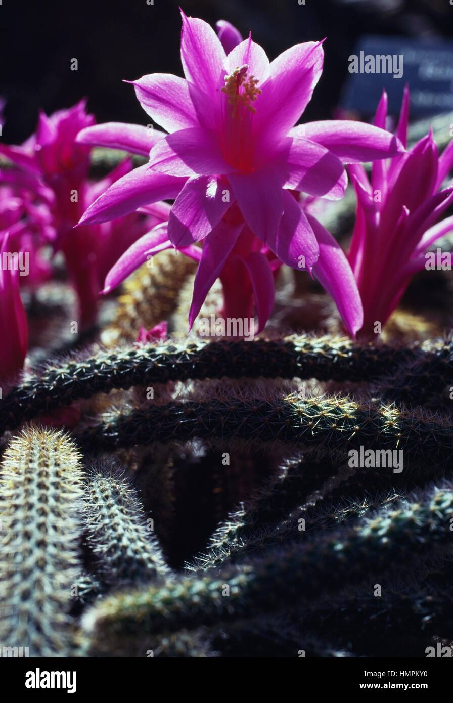 Rattail cactus (Aporocactus flagelliformis), Cactaceae. Stock Photo
